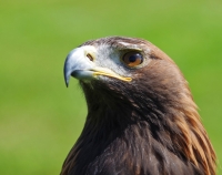 Nom du fichier=6zhTNb-Rap6.jpg
Taille du fichier=464Ko
Dimensions : 1024x811
Ajouté le : 30 Mai 2022 6zhTNb-Rap6.jpg