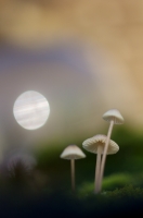 Nom du fichier=8767_26_11_12_6_42_22.jpg
Taille du fichier=103Ko
Dimensions : 678x1024
Ajouté le : 12 Décembre 2012 8767_26_11_12_6_42_22.jpg