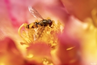 Nom du fichier=_IMG7436_.jpg
Taille du fichier=480Ko
Dimensions : 1280x854
Ajouté le : 10 Mai 2020 _IMG7436_.jpg