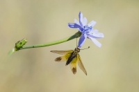 Nom du fichier=ascala12.jpg
Taille du fichier=155Ko
Dimensions : 1024x681
Ajouté le : 21 Juillet 2019 ascala12.jpg