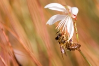 Nom du fichier=i462631_IMGP5333.jpg
Taille du fichier=120Ko
Dimensions : 774x518
Ajouté le : 11 Novembre 2008 i462631_IMGP5333.jpg