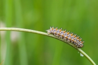 Nom du fichier=imgp1335x.jpg
Taille du fichier=104Ko
Dimensions : 1024x678
Ajouté le : 27 Mai 2012 imgp1335x.jpg