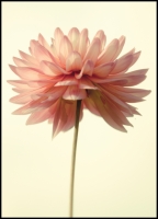 Nom du fichier=imgp7660e.jpg
Taille du fichier=336Ko
Dimensions : 739x1024
Ajouté le : 21 Janvier 2012 imgp7660e.jpg