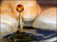 Nom du fichier=imgp8051copie.jpg
Taille du fichier=176Ko
Dimensions : 800x599
Ajouté le : 26 Janvier 2010 imgp8051copie.jpg