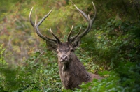 Nom du fichier=lNZS.jpg
Taille du fichier=270Ko
Dimensions : 1027x680
Ajouté le : 29 Septembre 2019 lNZS.jpg