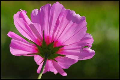 2008-09-29/ Patanock
par: Patanock -[Fleurs]-
