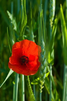 2009-05-24/Neosilencers
par: Neosilencers -[Fleurs]-
