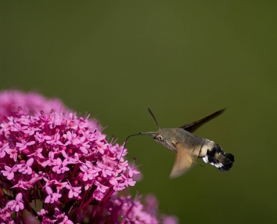 2009-06-21/ Dedales
par: dedales -[Le grand defi des p tits voleurs (insectes en plein vol)]
