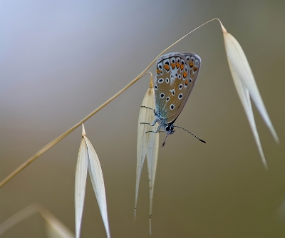2009-06-30/ Dedales
par Dedales -[insectes, non macro]-
