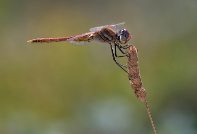 2009-07-19/ Dedales
par Dedales - [ Macro et proxi-photo ]
