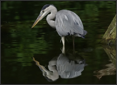 2009-08-16/ Leon
par: Leon -[ Faune sauvage ]-
