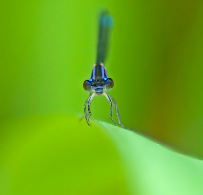 2009-08-18/ dedales
par: dedales -[ Macro et proxi-photo ]-

