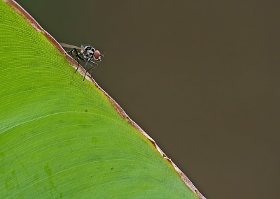2009-11-22/Dedales
par: Dedales - [ Macro et proxi-photo ]-
