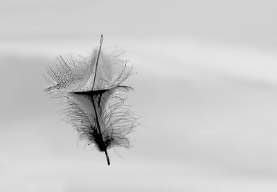 2009-12-20/ Dedales
par: Dedales -[ Noir et Blanc, Sepia et desaturation partielle ]-
