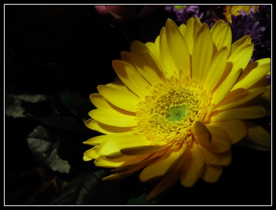 2008-10-17/ Orahn59
par: Orahn59 -[Fleurs]-
