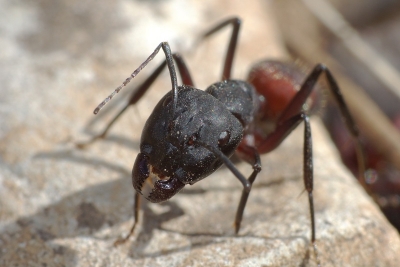 2008-12-14/ Netgabe
par: Netgabe -[Macro)-
