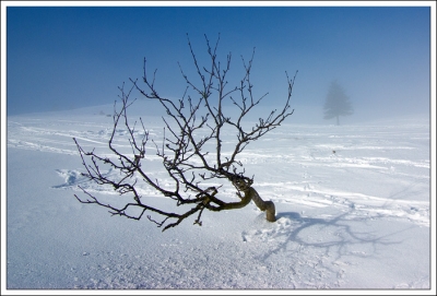 2009-02-03/ Beba
par: Beba -[vos series: Le Chasseron]-
