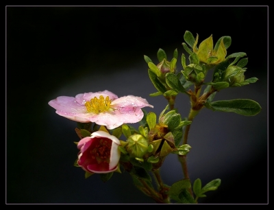 2009-06-28/Nana63
par: Nana63 -[Fleurs]-
