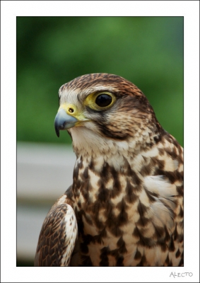 2008-08-08/Alecto
par: Alecto -[Faune Sauvage]-
