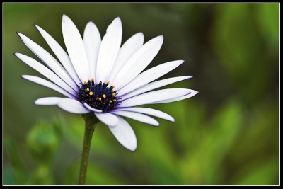 2009-03-10/ Torio
par Torio -[Fleurs]-
