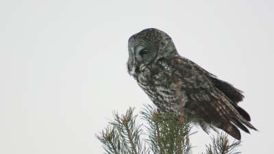 2009-02-15/ Ramiot
par: Ramiot -[Faune sauvage]-
