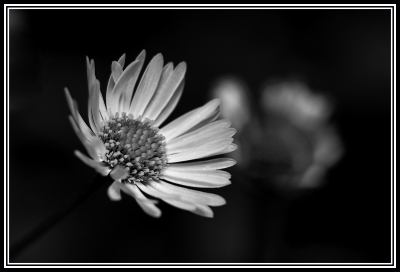 2009-07-12/ Torio
par: Torio -[ Noir et Blanc, Sepia et desaturation partielle ]

