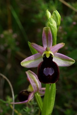 2009-05-10/ LeTaich11
par: LeTaich11 -[Fleurs]-
