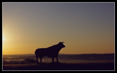 2008-10-14/ Lerascal
par: Lerascal -[Coucher / Lever de soleil]-
