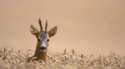 2009-01-18/ shaggie
par: shaggie -[Faune sauvage]-
