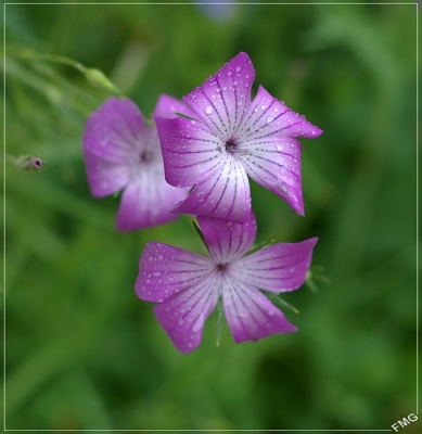 2008-05-28 /FMG
par: FMG
