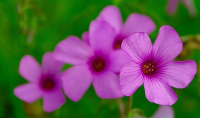 2008-09-07/ Black
par: Black -[Fleurs]-
