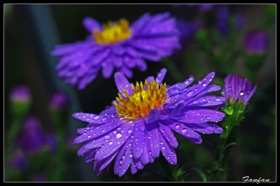 2008-09-19/ Fanfan
par: Fanfan -[Fleurs]-
