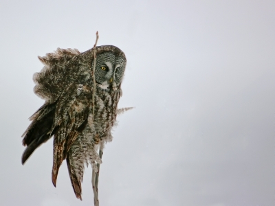 2009-12-13/ Ramiot
Par: Ramiot -[Faune Sauvage]-
