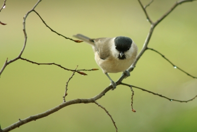 2008-12-23/ Seb67
par: Seb67 -[Faune Sauvage]-
