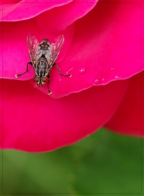 2009-07-14/ Pixel
par: Pixel -[Macro et proxi-photo]-
