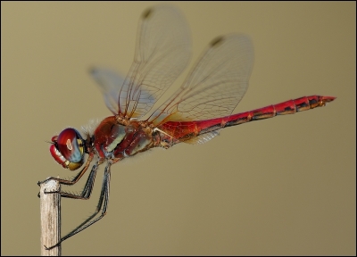 2009-10-11/JoCar
par: JoCar - [ Macro et proxi-photo ]-
