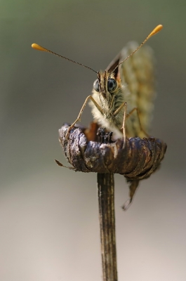 2009-02-08/ Netgabe
par: Netgabe -[Macro]-
