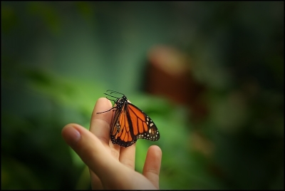 2009-08-02/ Pixel
par: Pixel -[ Macro et proxi-photo ]
