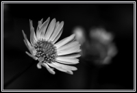 Nom du fichier=daisy4.jpg
Taille du fichier=157Ko
Dimensions : 796x542
Ajouté le : 12 Juillet 2009 daisy4.jpg