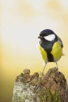 Nom du fichier=igp1718zo3.jpg
Taille du fichier=74Ko
Dimensions : 500x749
Ajouté le : 02 Novembre 2008 igp1718zo3.jpg