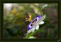 Nom du fichier=imgp2811j_v.jpg
Taille du fichier=137Ko
Dimensions : 740x520
Ajouté le : 10 Juillet 2008 imgp2811j_v.jpg