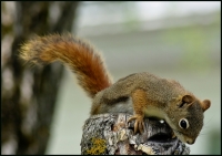 Nom du fichier=imgp5339pr9.jpg
Taille du fichier=193Ko
Dimensions : 780x551
Ajouté le : 08 Décembre 2008 imgp5339pr9.jpg