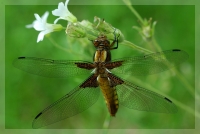 libellule2redim.jpg