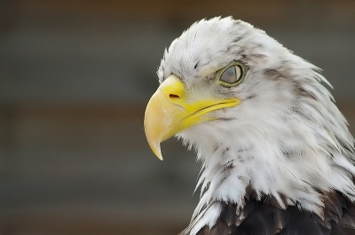 2009-02-25 / dedales
Par dedales dans [ Faune sauvage ]
