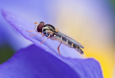 2010-05-21 / dedales
Par dedales dans  [ Macro et proxi-photo ]
