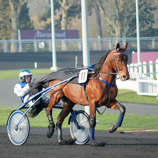 2011-02-06 / dimvig
Par dimvig dans [vos series] [vincennes sport hippique]
