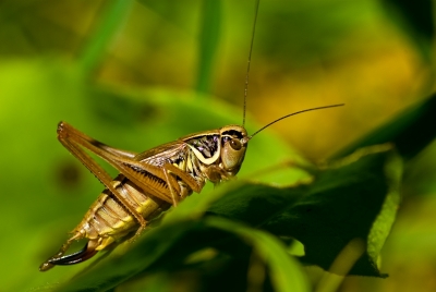 2008-07-12 / brandulf
Par brandulf [Insectes non macro]
