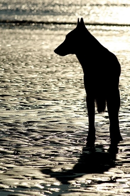 2008-12-29 / Byron29
Par Byron29 dans [Animaux de compagnie]
