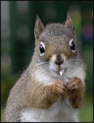 2009-03-20 / Pixel
Par Pixel dans [ Faune sauvage ]
