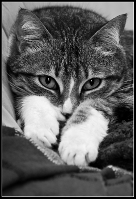 2009-04-17 / Torio
Par Torio dans [ Noir et Blanc, Sepia et desaturation partielle ]
